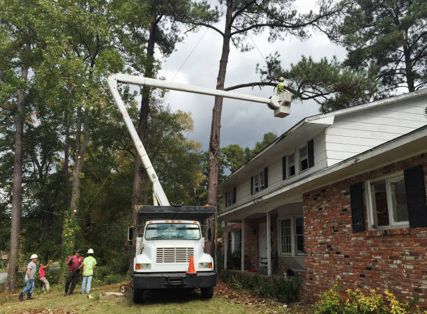 Best Tree Removal  in West St Paul, MN