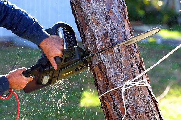 How Our Tree Care Process Works  in  West St Paul, MN